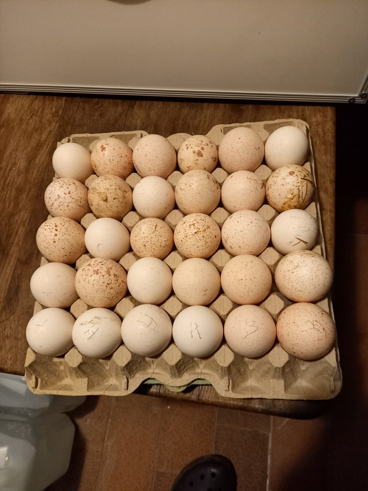 Broedeieren kalkoenen., Dieren en Toebehoren