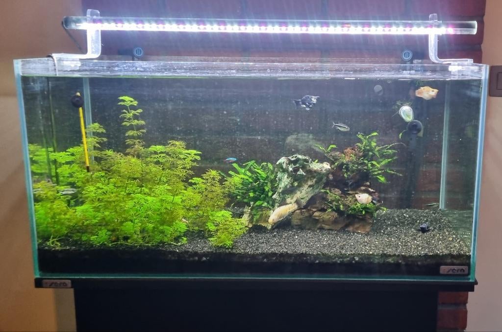 Aquarium sera 120l, Dieren en Toebehoren