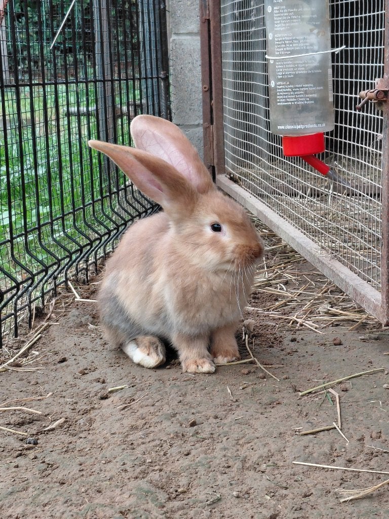 Vlaamse reus, Dieren en Toebehoren, Meerdere dieren, Groot, Hangoor, 0 tot 2 jaar