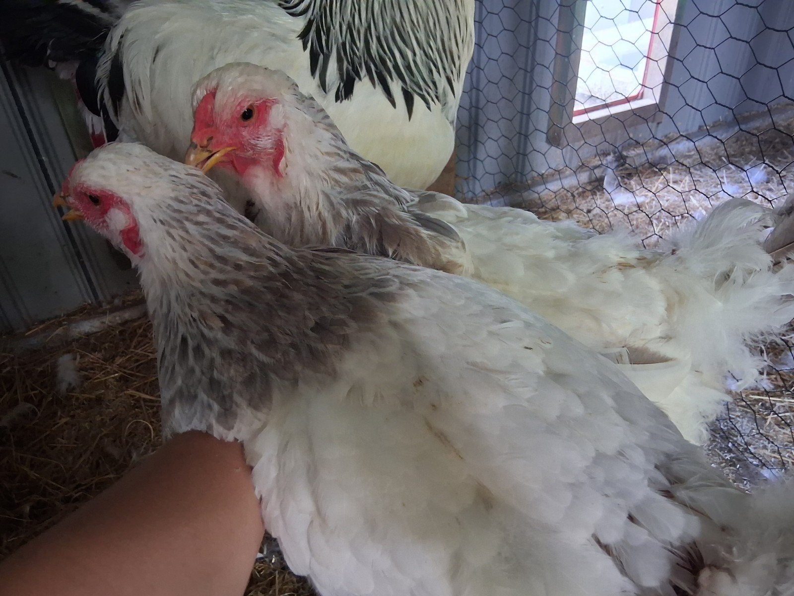 brahma hennen blauw zwart columbia, Animaux & Accessoires, Volatiles, Femelle, Poule ou poulet