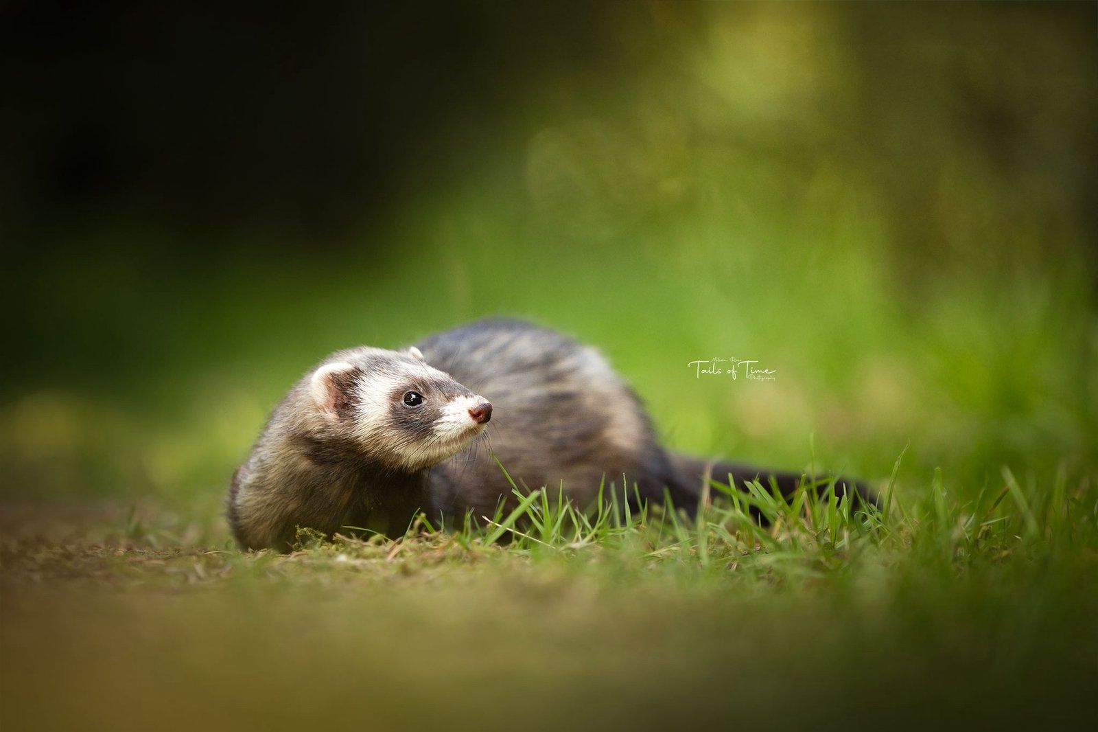 Fret, Septembre, Femelle, Furet