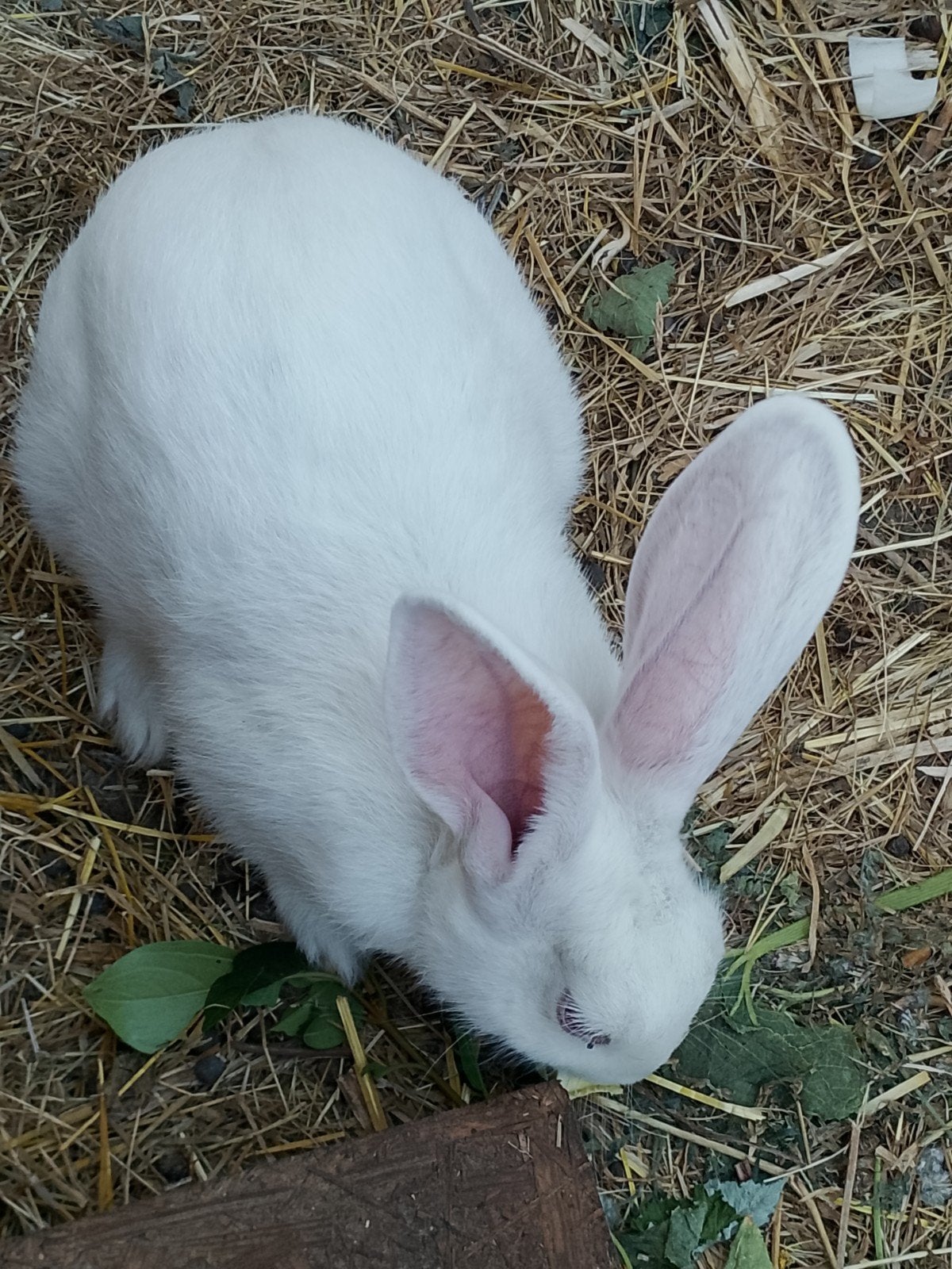 reuzevlinder konijnen, Dieren en Toebehoren, Konijnen, Mannelijk, Groot, 0 tot 2 jaar