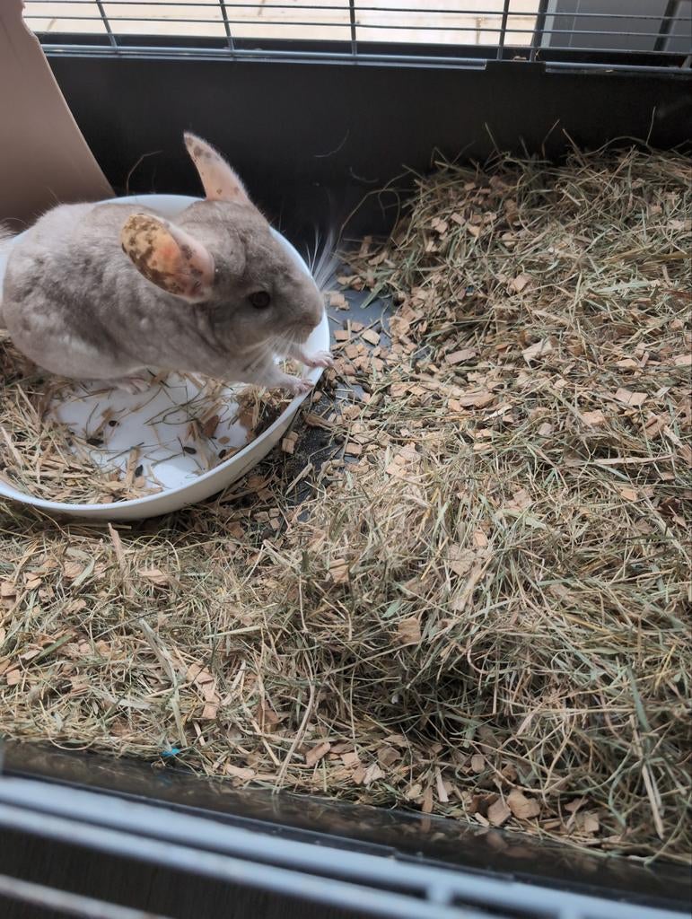 Chinchilla, Enlèvement, Cage, Chinchilla