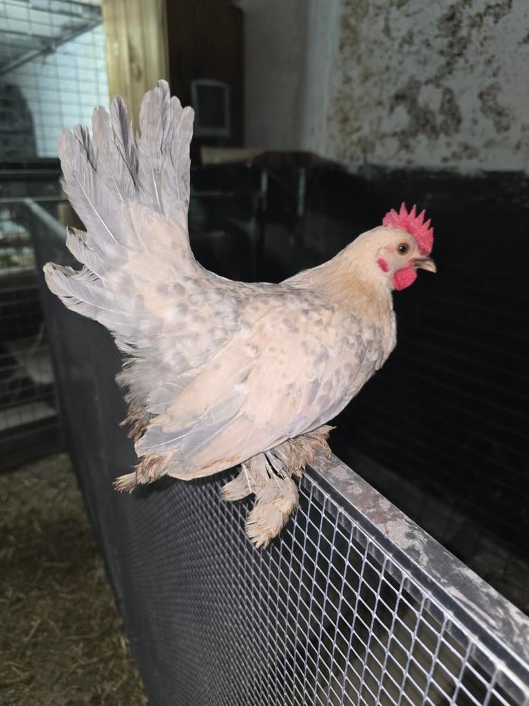 Sabelpoot kriel haantje, Dieren en Toebehoren