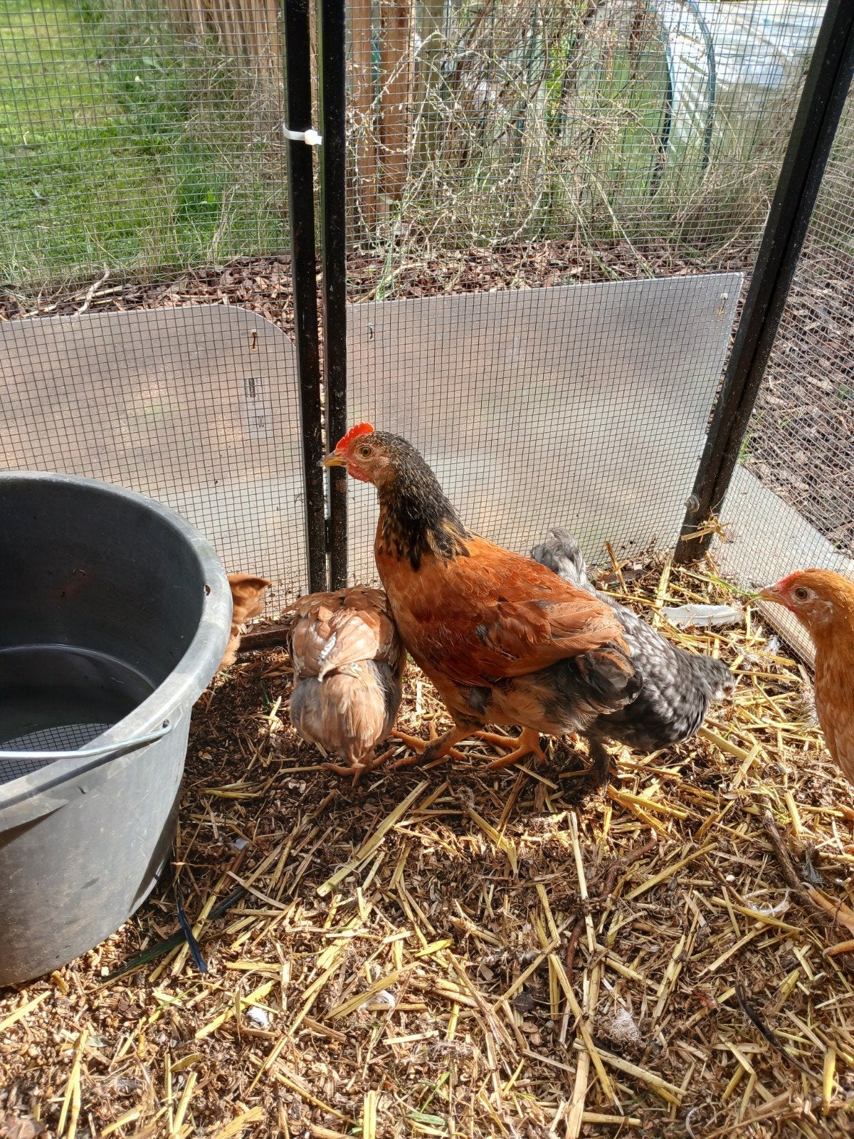 kruising tussen cochinkriel, zijdehoen hanen, Dieren en Toebehoren