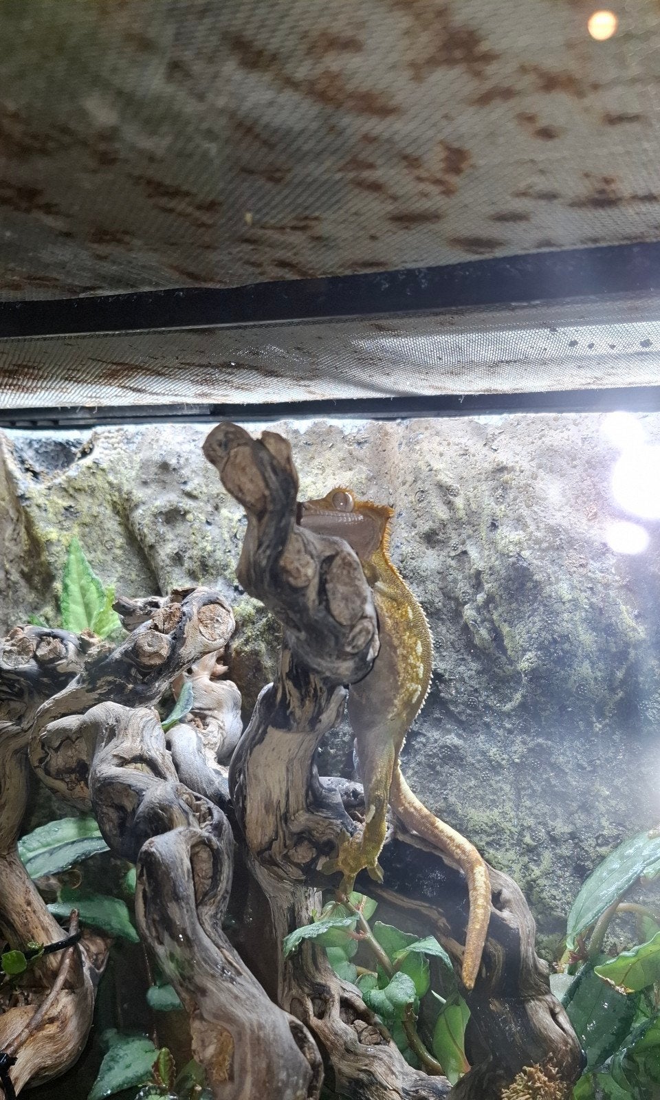 terrarium a saisir