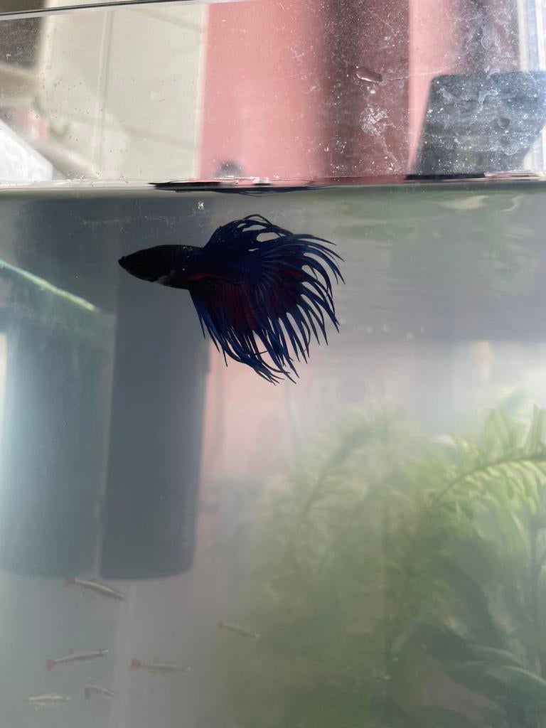Blauwe kempvis, Dieren en Toebehoren