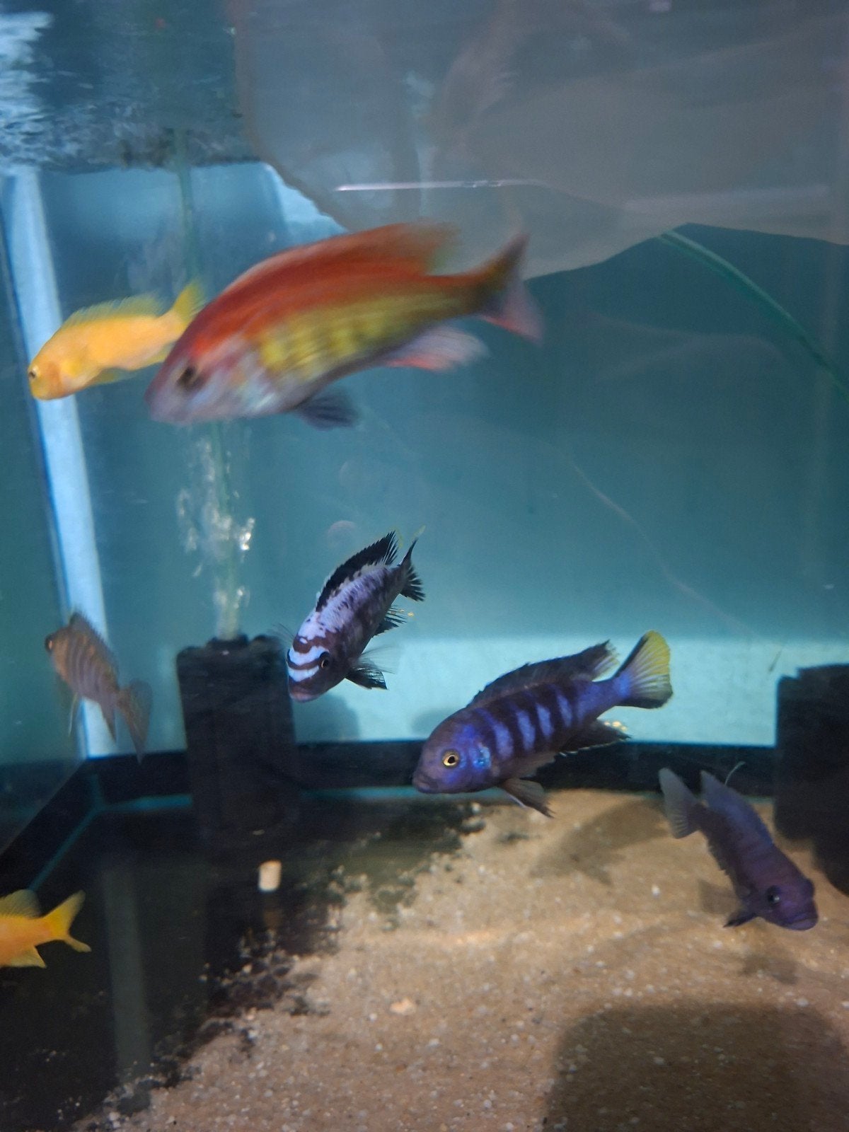 cichlides victoria jeunes haplochromis nyererei
