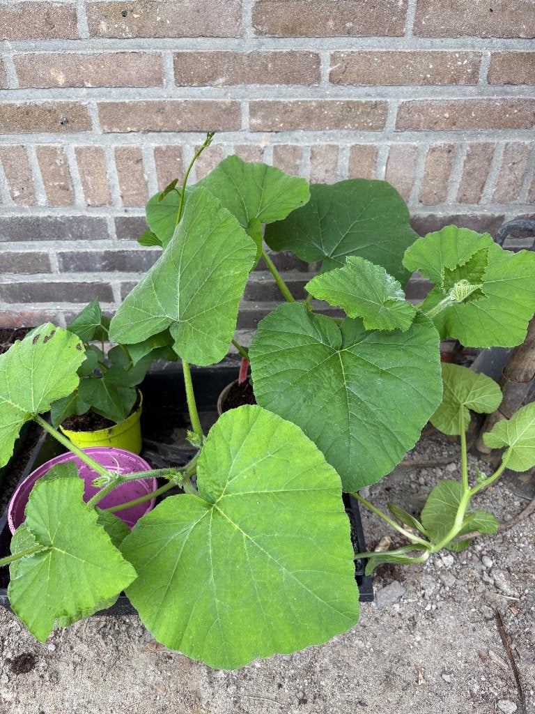 Butternut pompoenplant, Tuin en Terras, Planten | Tuinplanten, Ophalen, Volle zon, Groenteplanten, Eenjarig