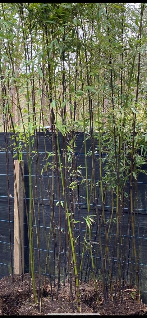 Black bamboo, Tuin en Terras, Ophalen, 250 tot 400 cm