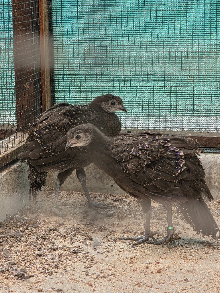 Pauwfazant, Dieren en Toebehoren