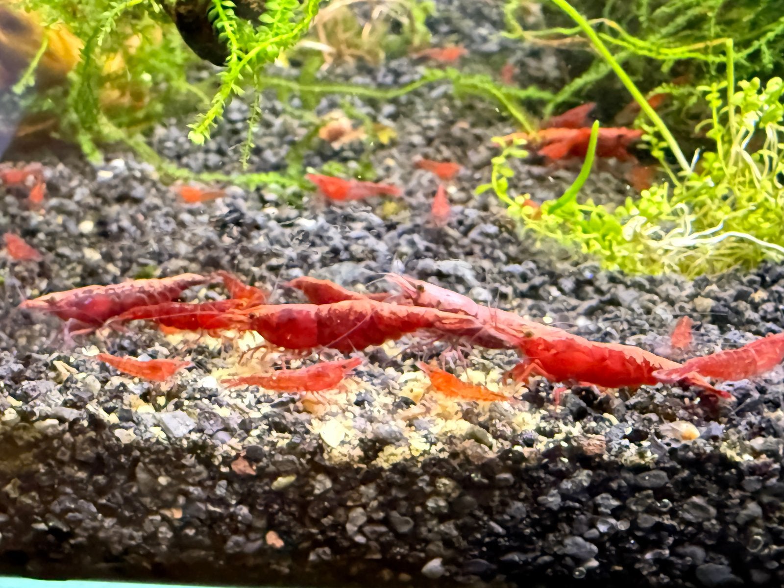 Crevettes neocaridina red sakura, Enlèvement