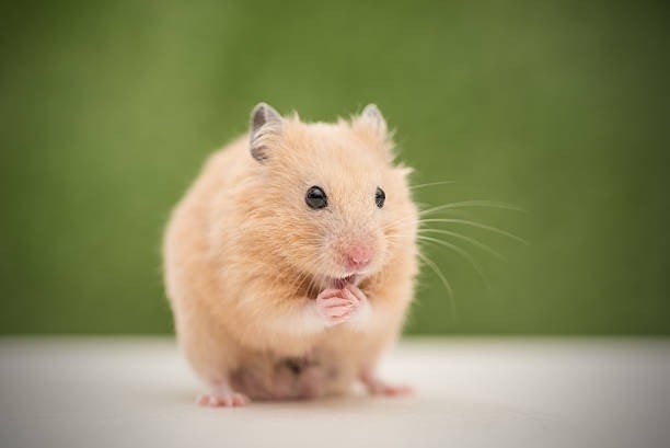 2 mannetjes en 2 vrouwtjes goudhamsters zoeken thuis, Dieren en Toebehoren, Oktober, Tam