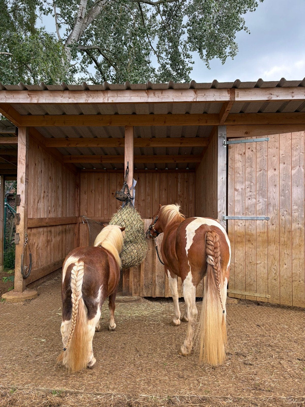 Brave vosbonte pony's Nova (17) en Bella (20), Dieren en Toebehoren, B, 11 jaar of ouder, Recreatiepony, Merrie