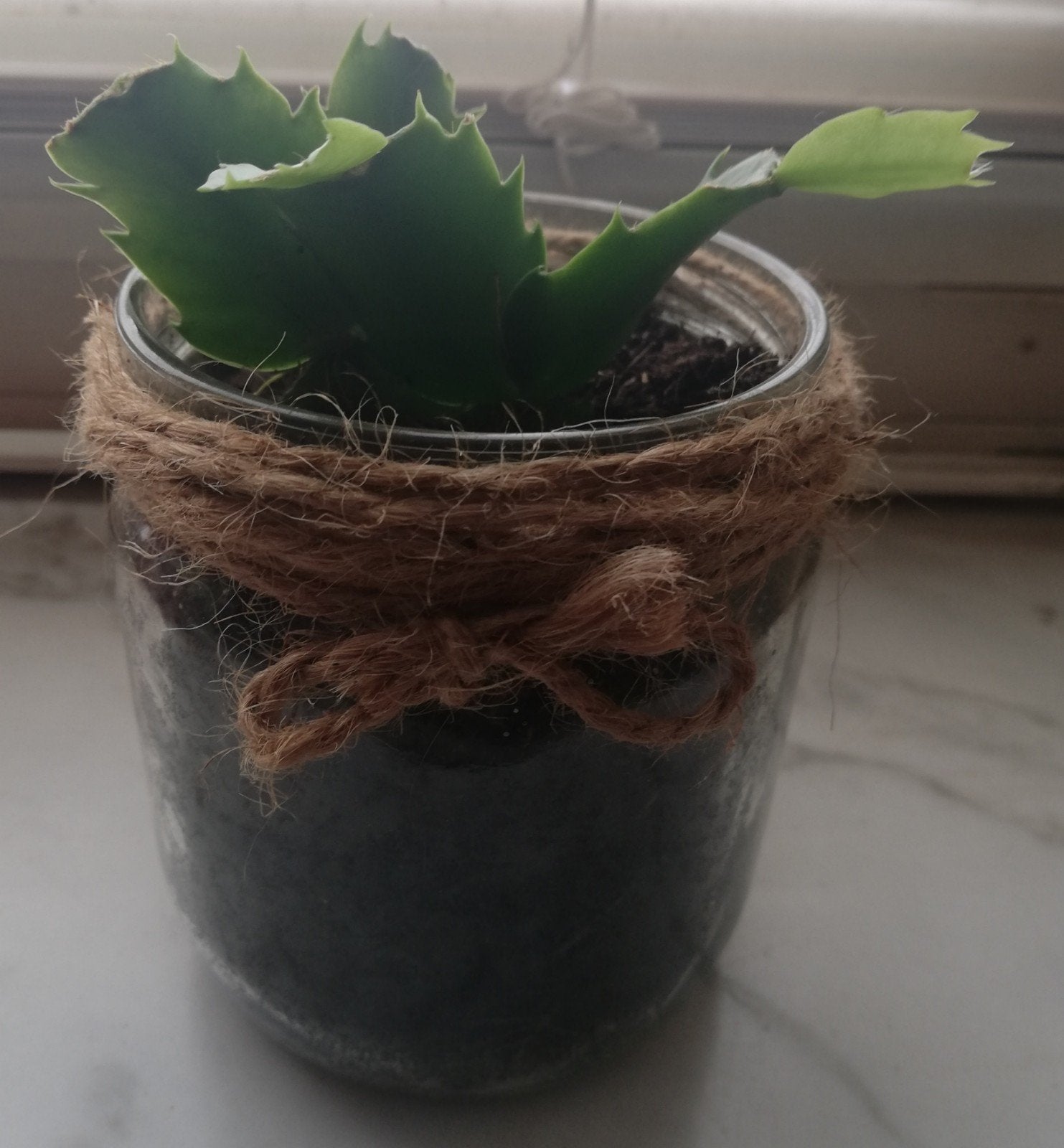 Echange ou vend cactus de Noël rouge, Maison & Meubles, Plantes d'intérieur, Cactus, Plante à fleurs, Plein soleil, En pot, Enlèvement