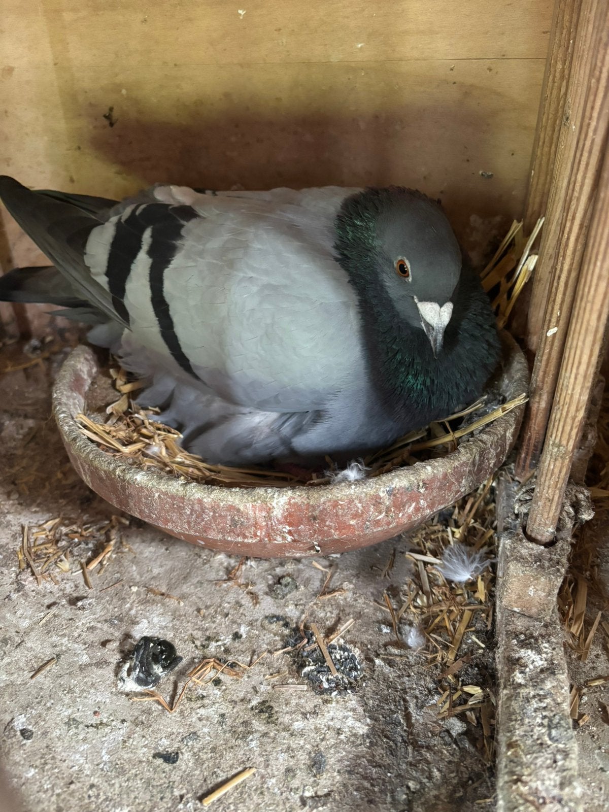 Duiver 2025 reisduif geringd, Dieren en Toebehoren, Vogels | Duiven, Postduif