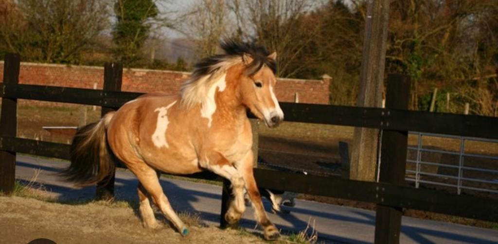 Recherche poney, Dieren en Toebehoren, Ophalen of Verzenden