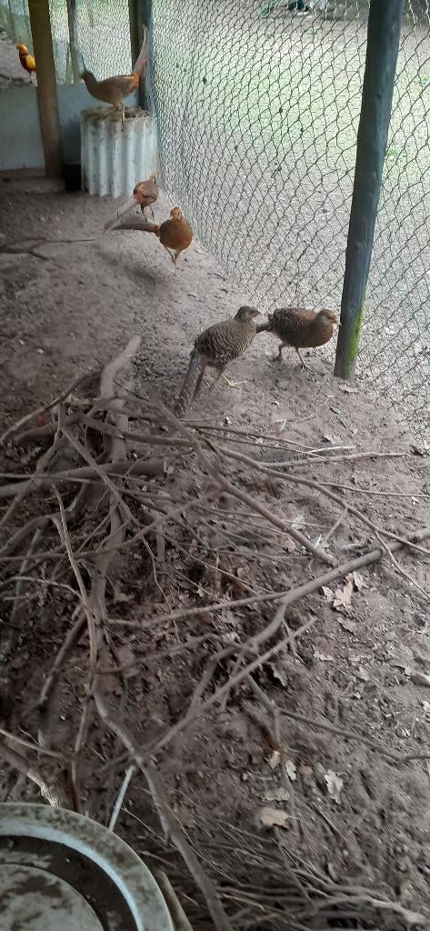 Goudfazanten te koop, Dieren en Toebehoren, Pluimvee, Meerdere dieren, Overige soorten