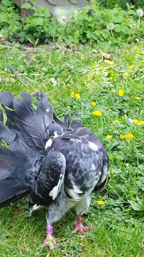 pigeons très bon petit couple pigeons Queue de paon, Dieren en Toebehoren, Vogels | Hokken en Kooien, Ophalen