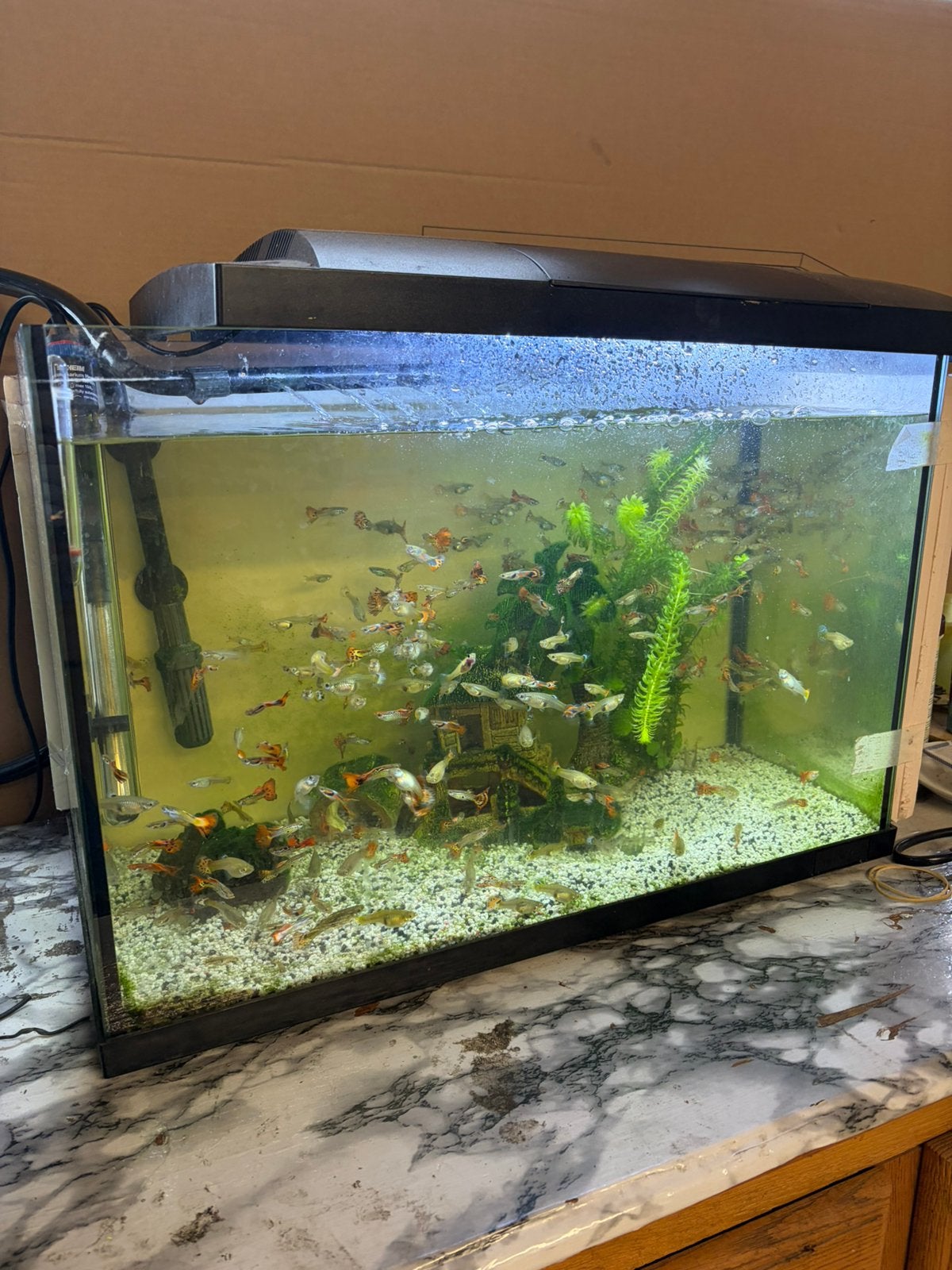 Aquarium, Animaux & Accessoires, Enlèvement ou Envoi, Comme neuf