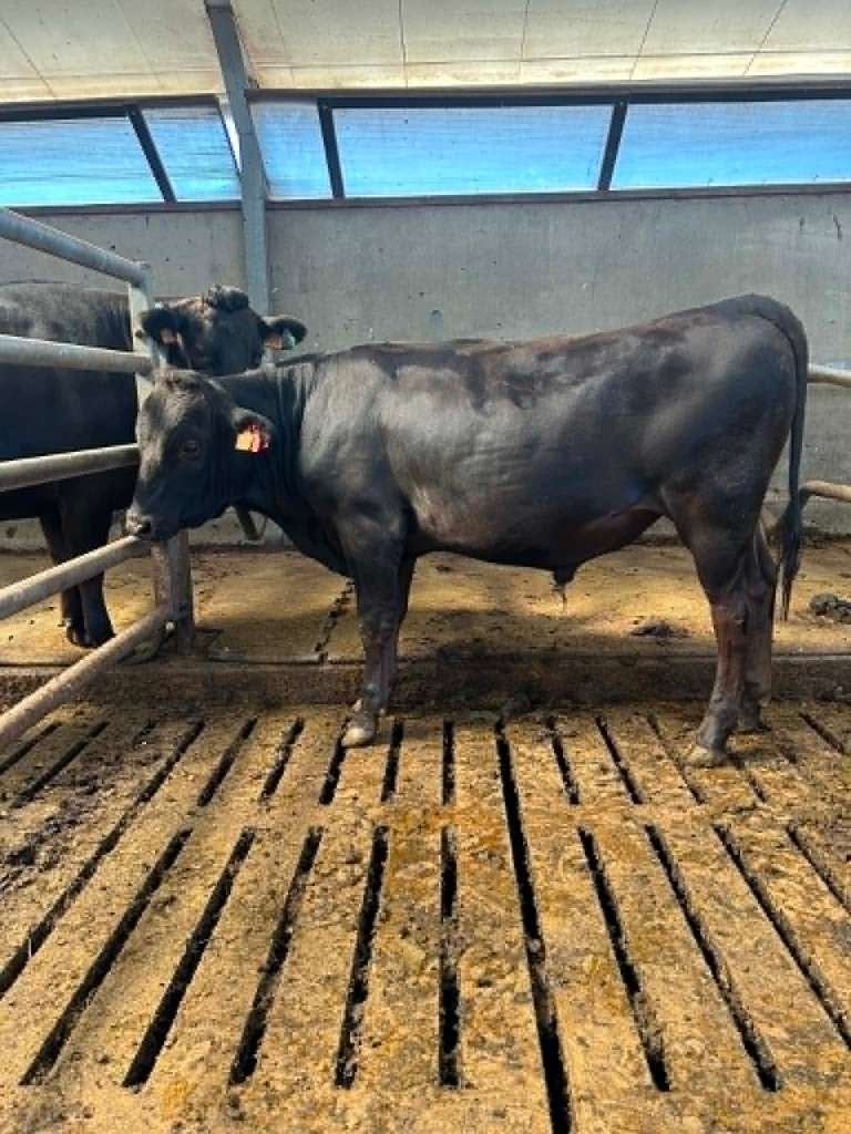 Wagyu Stieren (raszuiver), Dieren en Toebehoren, Runderen, Mannelijk, 0 tot 2 jaar