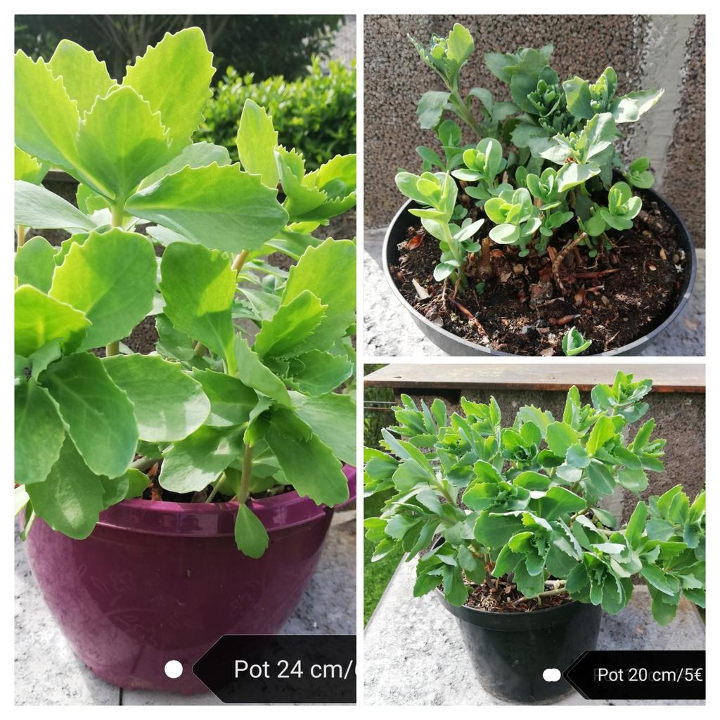Echange ou vend sédum spectabile rose, Ophalen, Zomer, Vaste plant, Volle zon
