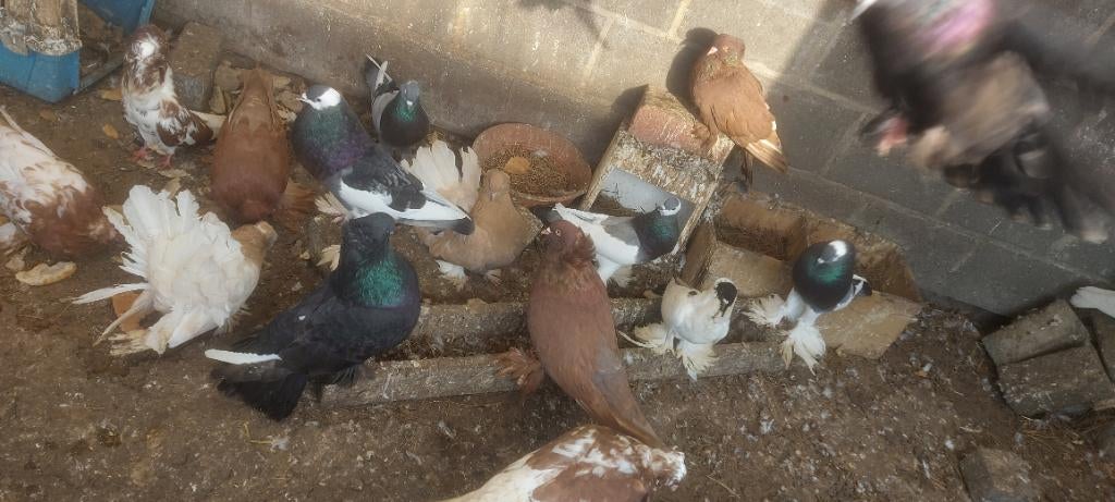 Hongarije duiven  40€ koppel, Dieren en Toebehoren, Meerdere dieren, Overige soorten