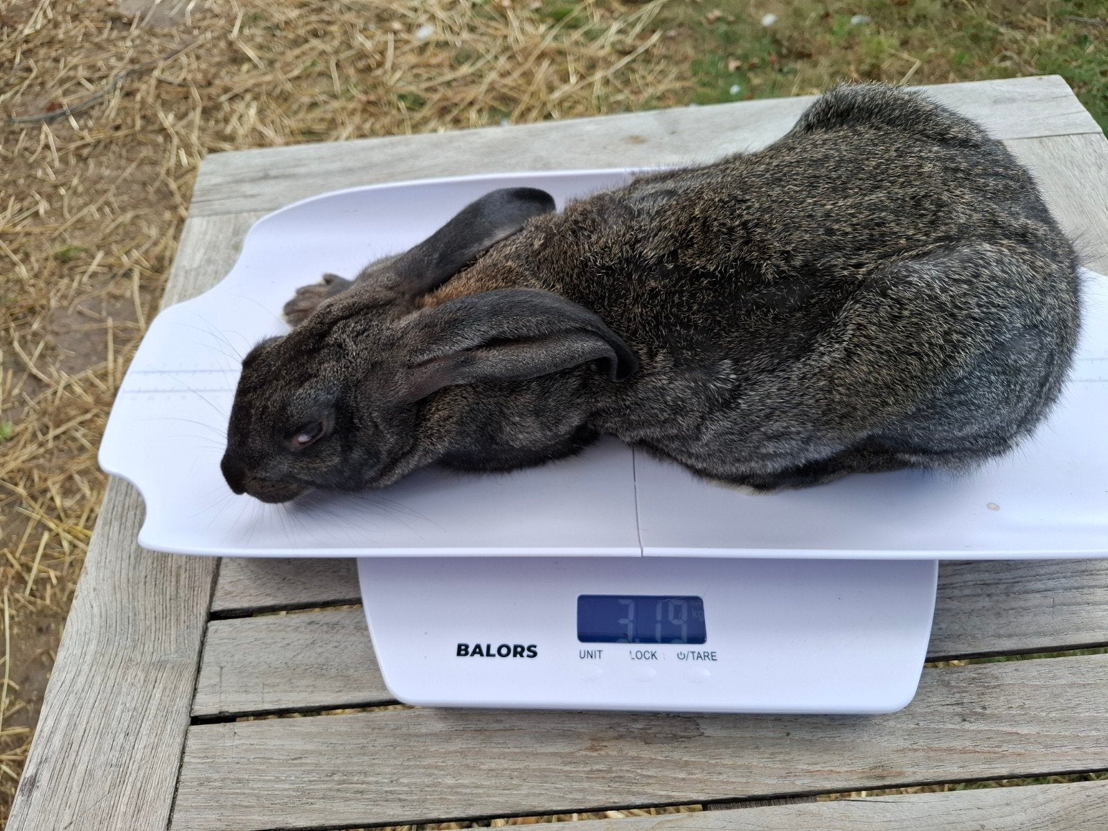 voedster slacht/vleeskonijn 14 weken, Dieren en Toebehoren