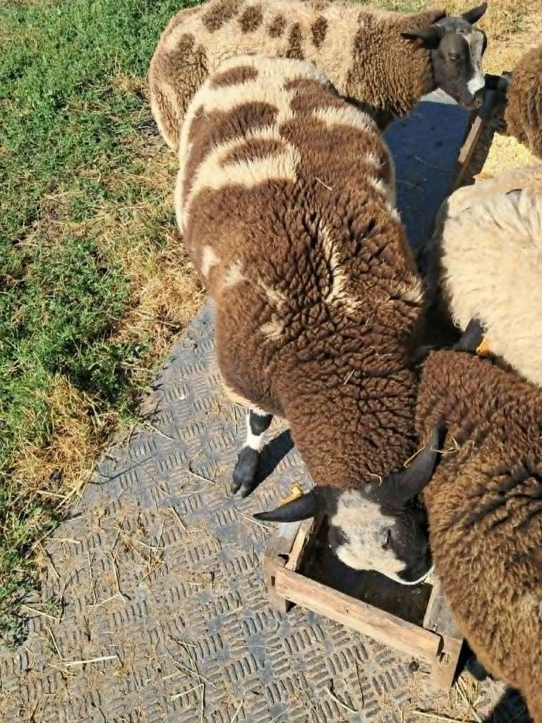 Schapen rammen, Dieren en Toebehoren, Mannelijk, Schaap, 0 tot 2 jaar