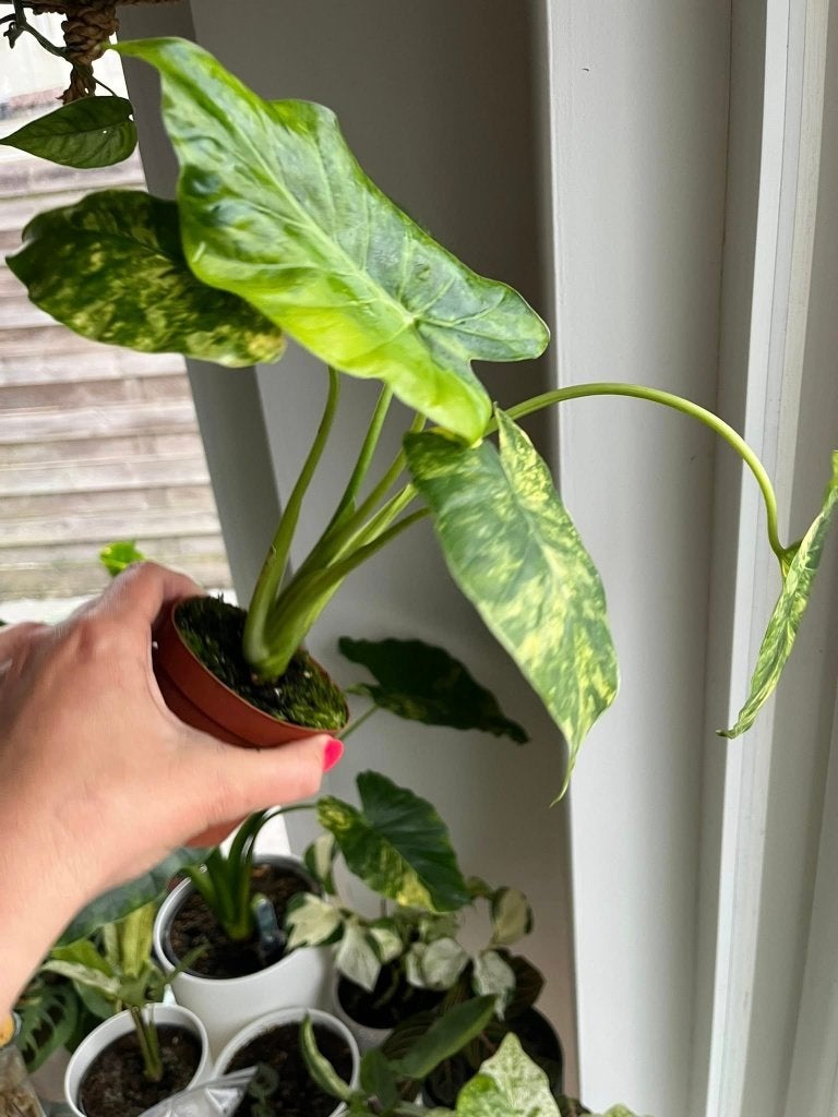 Alocasia Gageana Aurea, Ophalen of Verzenden