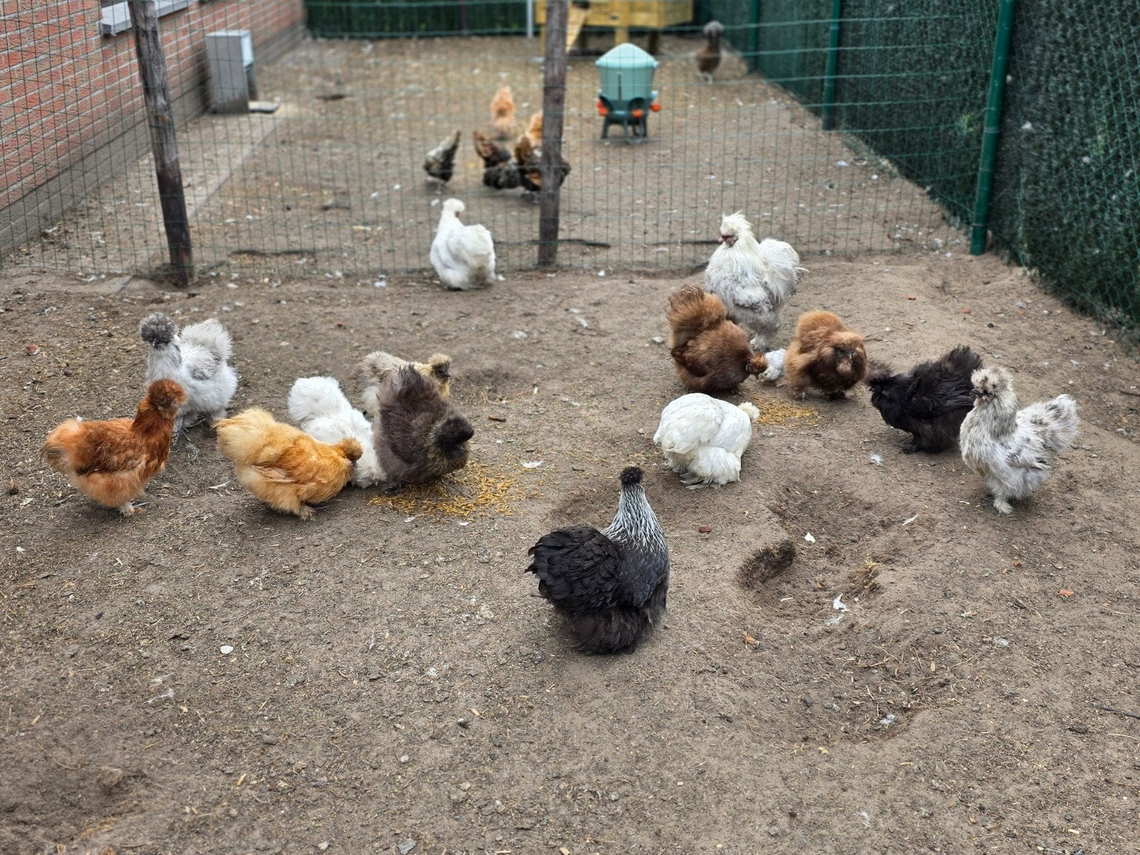 haantje zoekt nieuwe thuis, Dieren en Toebehoren