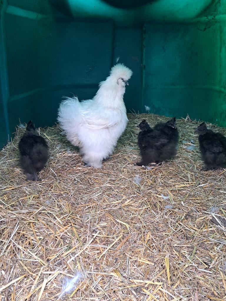 Rasechte zijdehoen kuikens zwart 4 stuks, Sexe inconnu, Poule ou poulet