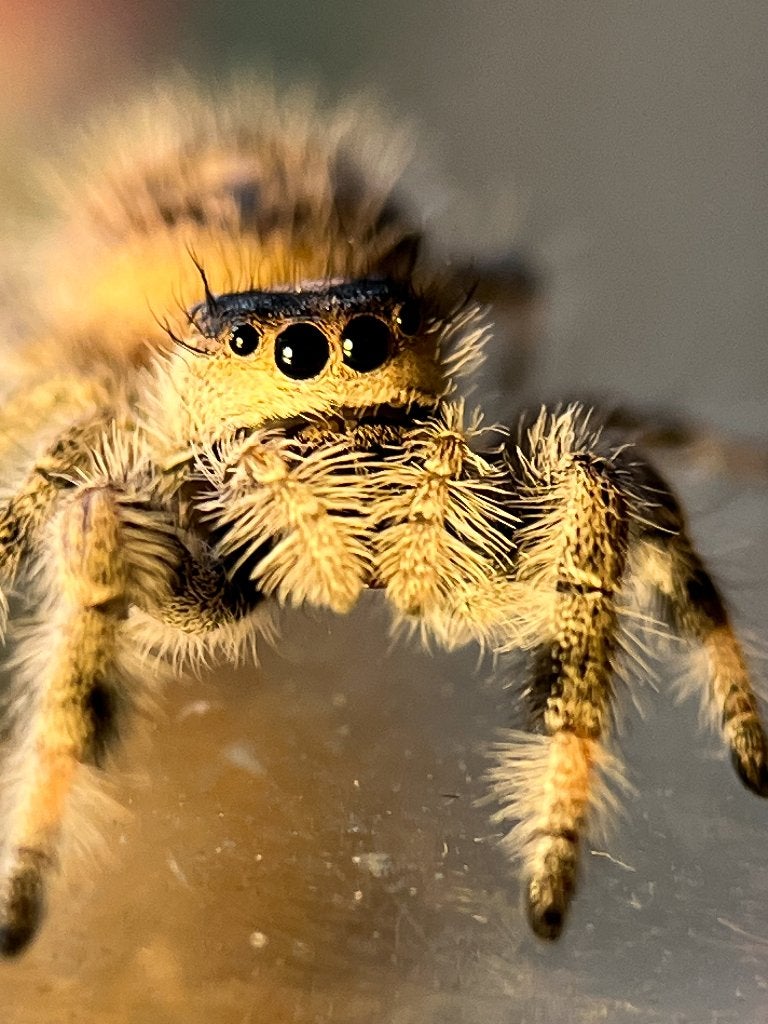 Springspinnen Phidippus Regius, Spin of Schorpioen