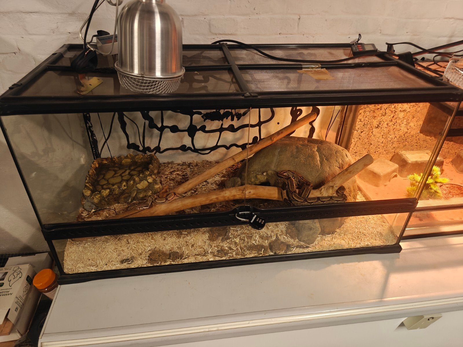 koppel boa constrictor met terrarium, Dieren en Toebehoren, Ophalen