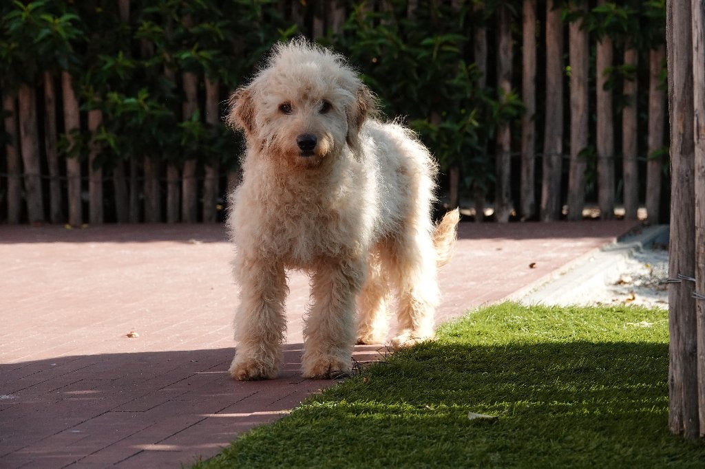 Prachtige licht abrikoze Cockapoo pup, Dieren en Toebehoren, België, Parvo, 15 weken tot 1 jaar, Overige rassen