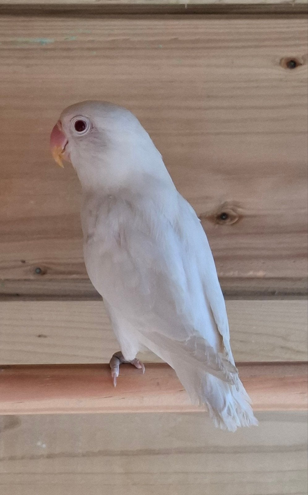 Albino dwergpapegaai, Mâle, Perroquet nain ou Inséparable, Bagué