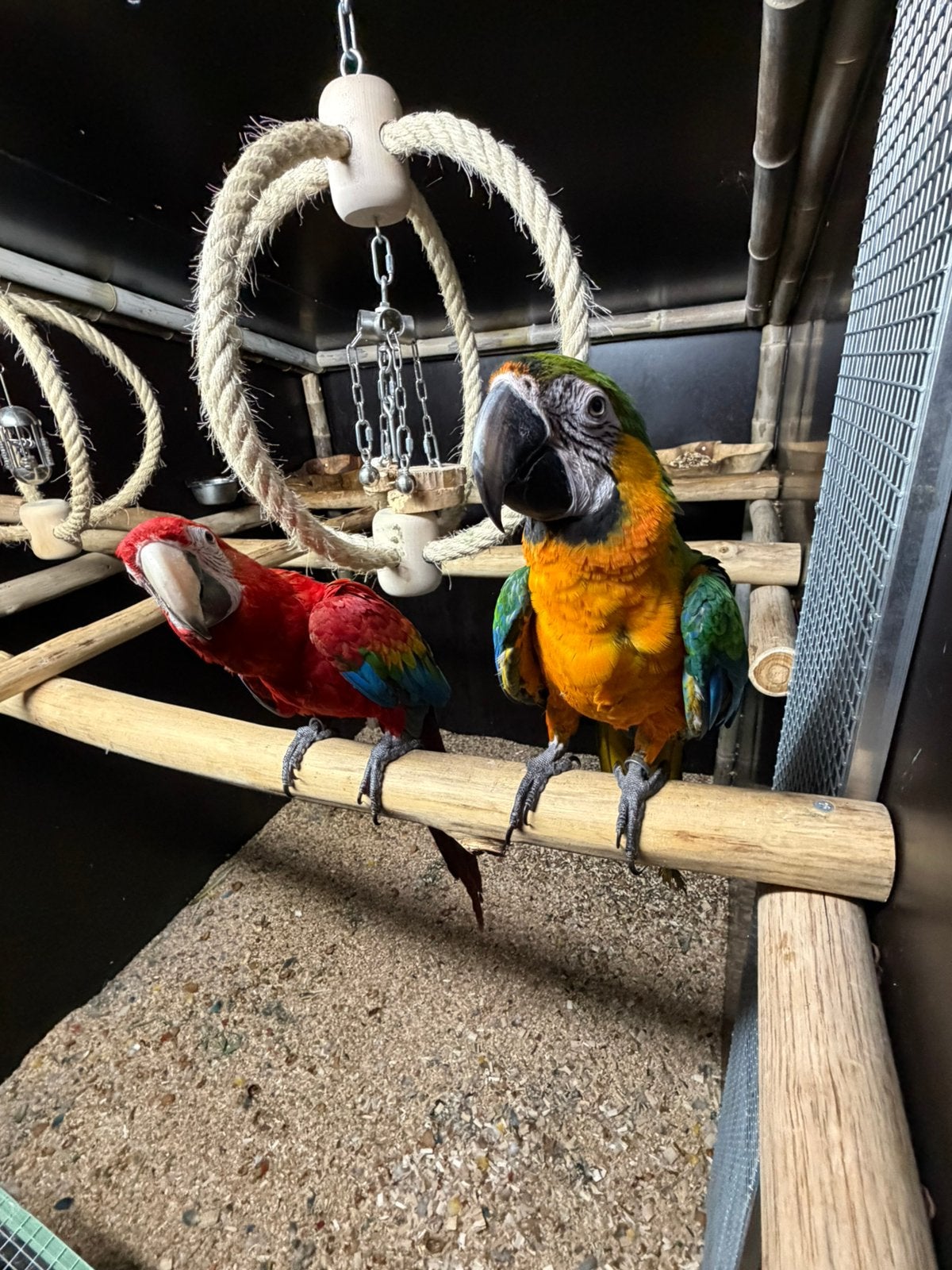 Équipe manuelle Couple Sara Ruby Sara et Catalina Sara 2025, Plusieurs animaux, Perroquet, Parleur