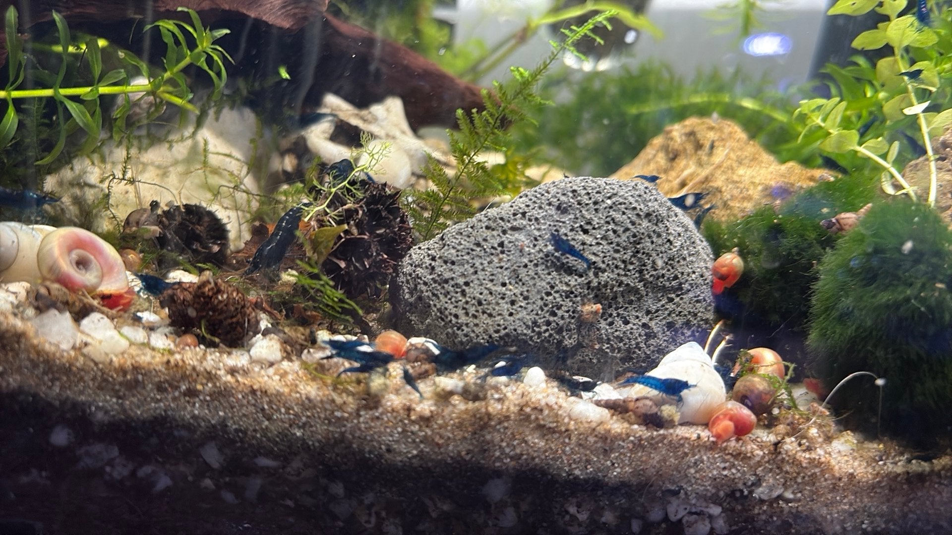 Blue dream neocaridina garnalen ( selectie HG )