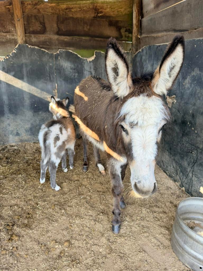 Ezelmerrie met veulen, Dieren en Toebehoren, Augustus, Meerdere dieren
