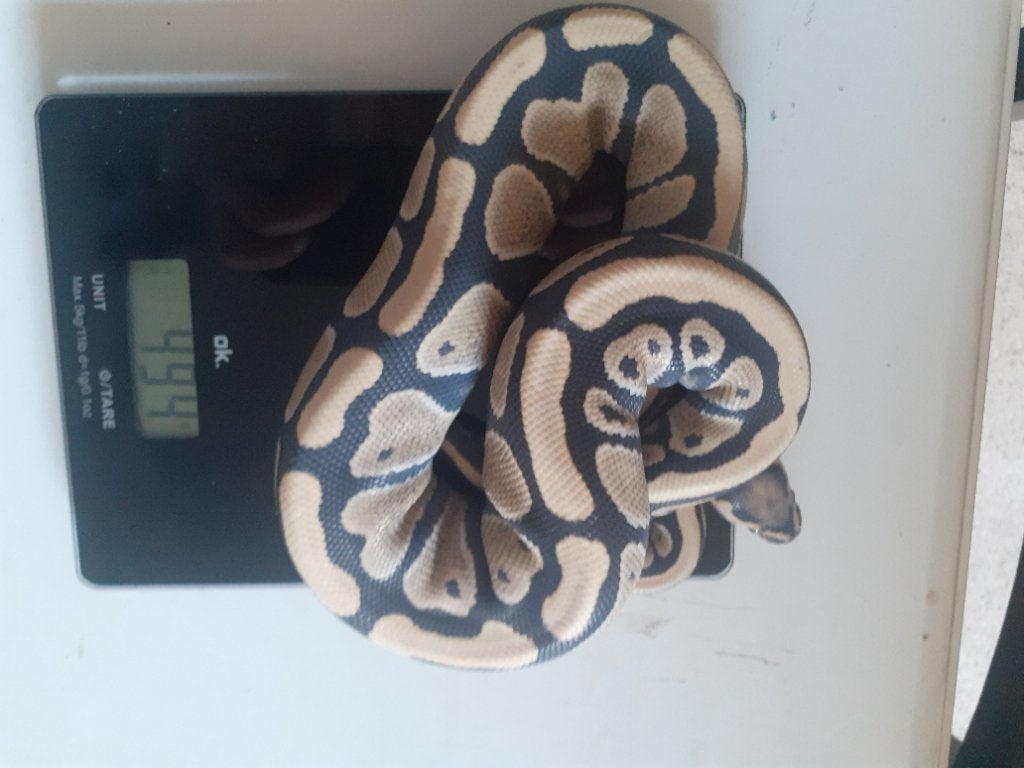 1.3 Python regius desert ghost combo, Dieren en Toebehoren, Slang, Tam, 0 tot 2 jaar