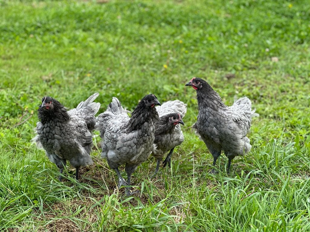 Jonge tamme Australorp kippen gesekst en ingeënt, Dieren en Toebehoren, Vrouwelijk, Kip
