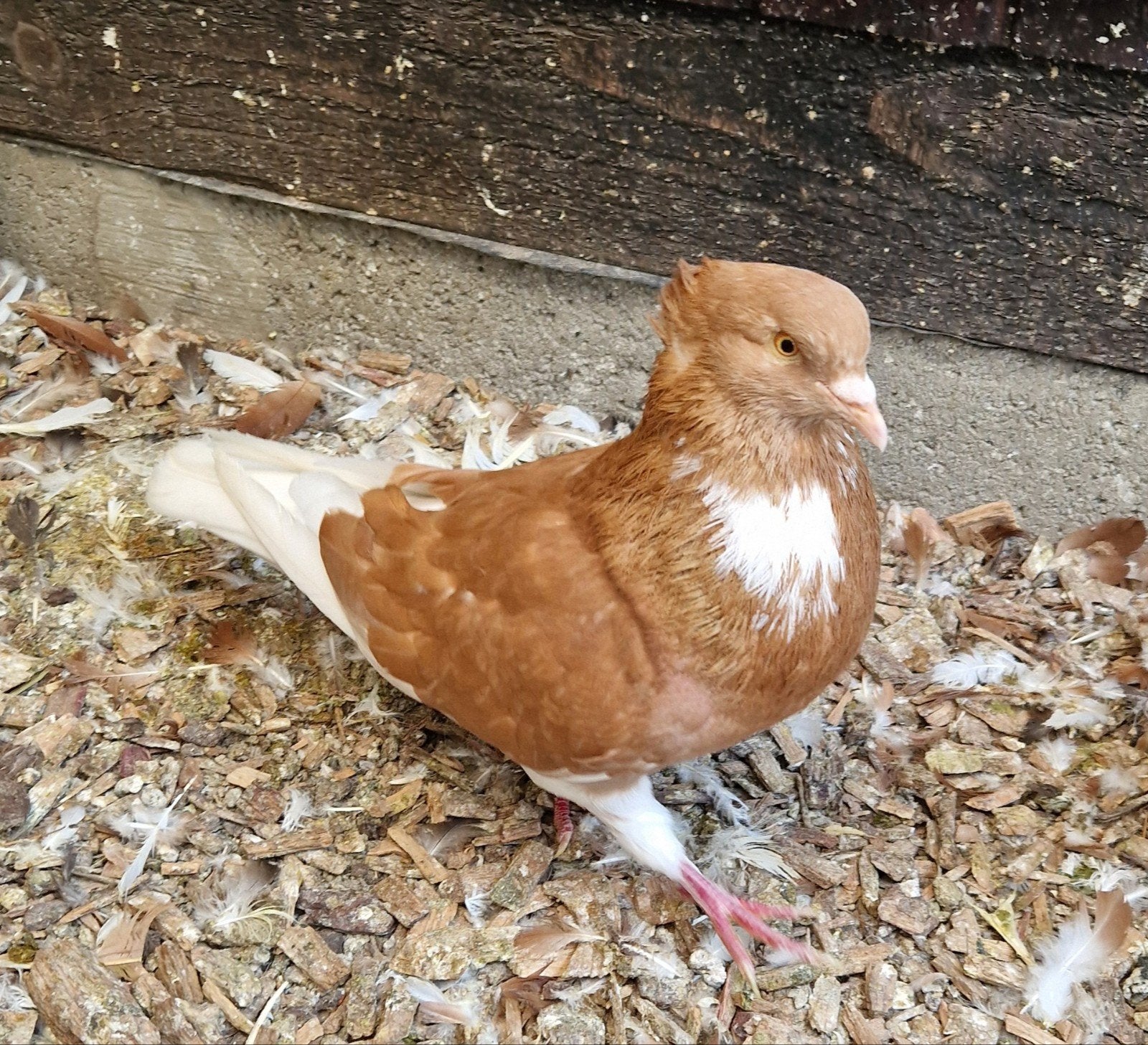 Roulements annulaires belges, Animaux & Accessoires, Oiseaux | Pigeons, Plusieurs animaux