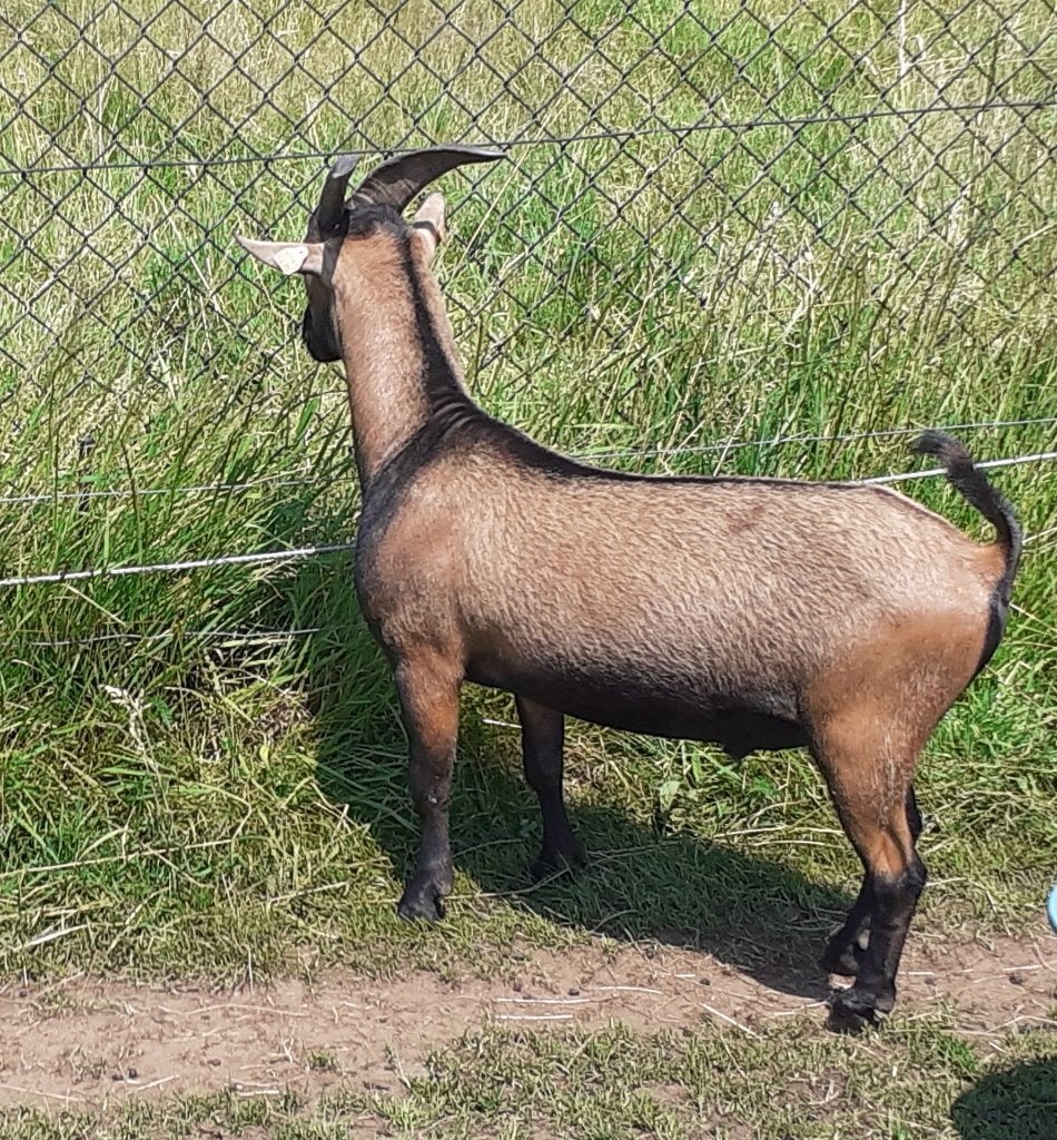 dwerggeiten, Mâle, Chèvre, 0 à 2 ans