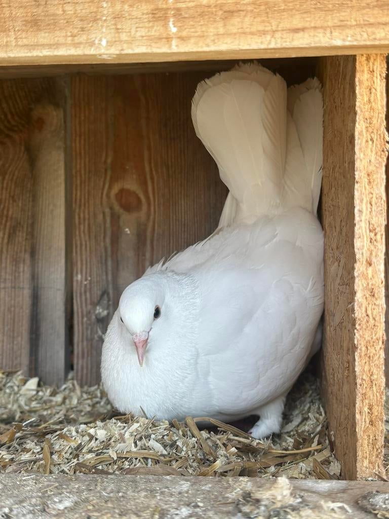 8 Witte duiven - 4 koppels, Plusieurs animaux, Autres espèces