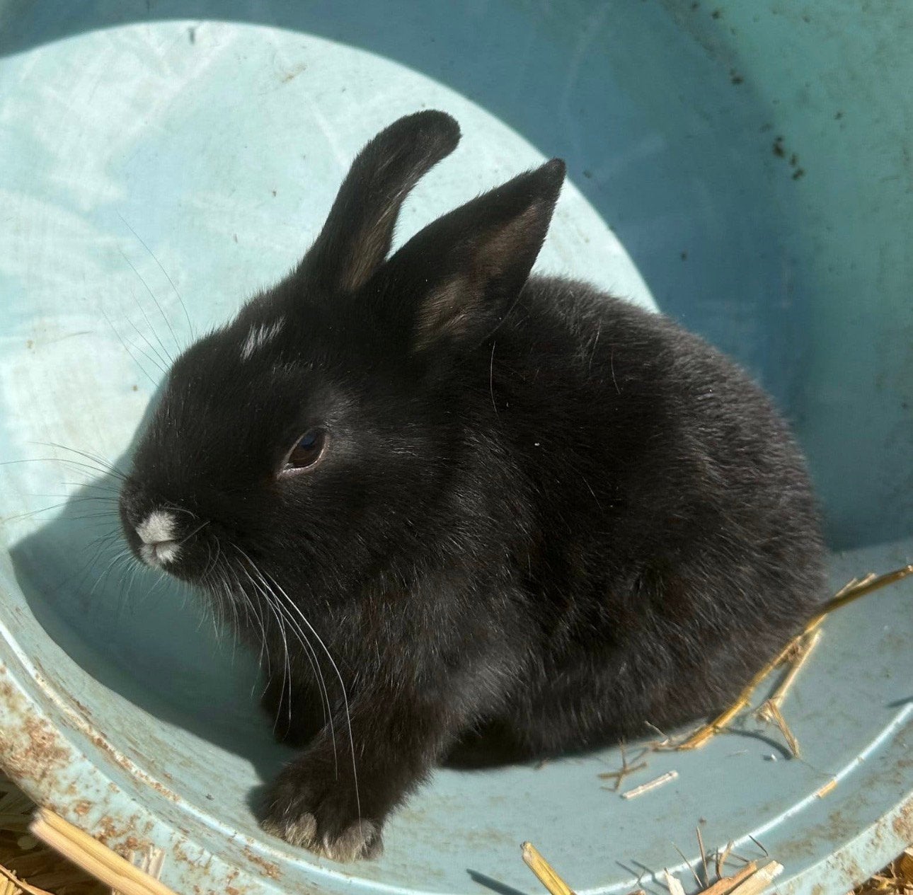 Lieve dwergkonijntjes, Dieren en Toebehoren, Mannelijk, Dwerg, 0 tot 2 jaar