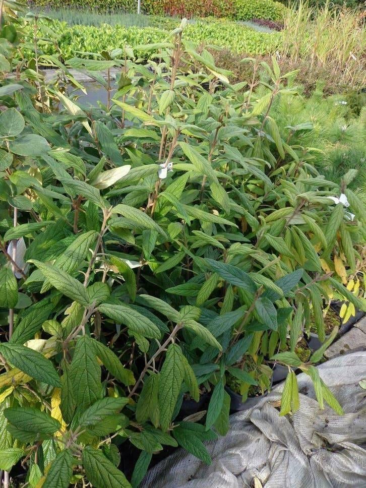 Viburnum Rhytidophyllum — Feuilles persistantes à grandes, Enlèvement ou Envoi, Mi-ombre