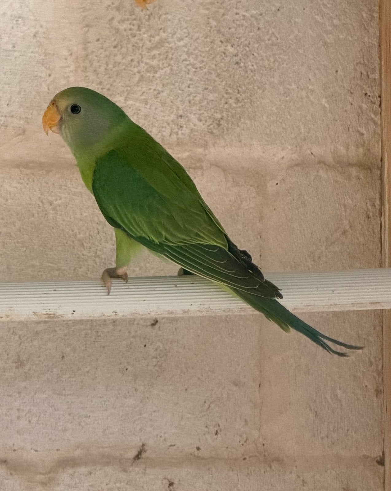 1-1 pruimkop parkieten 2026 met dna, Animaux & Accessoires, Oiseaux | Perruches & Perroquets, Plusieurs animaux, Perruche, Bagué
