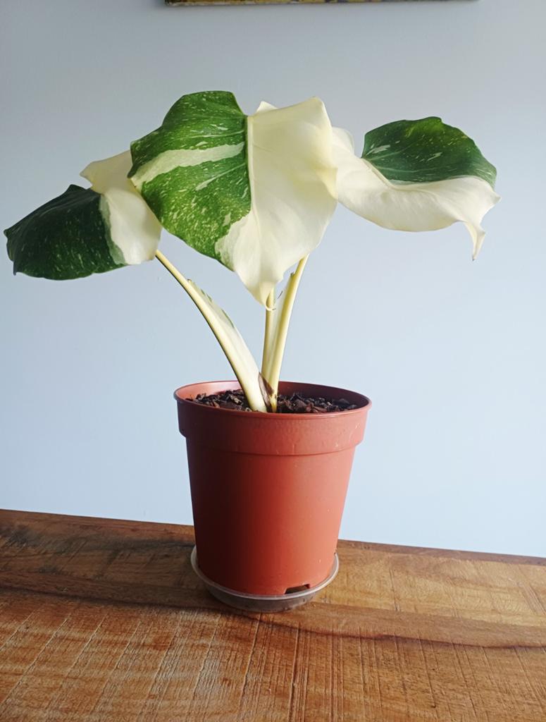 Monstera Thai'con Mutation halfmoon, Maison & Meubles, Plantes d'intérieur, Autres espèces, En pot, Enlèvement ou Envoi, Moins de 100 cm