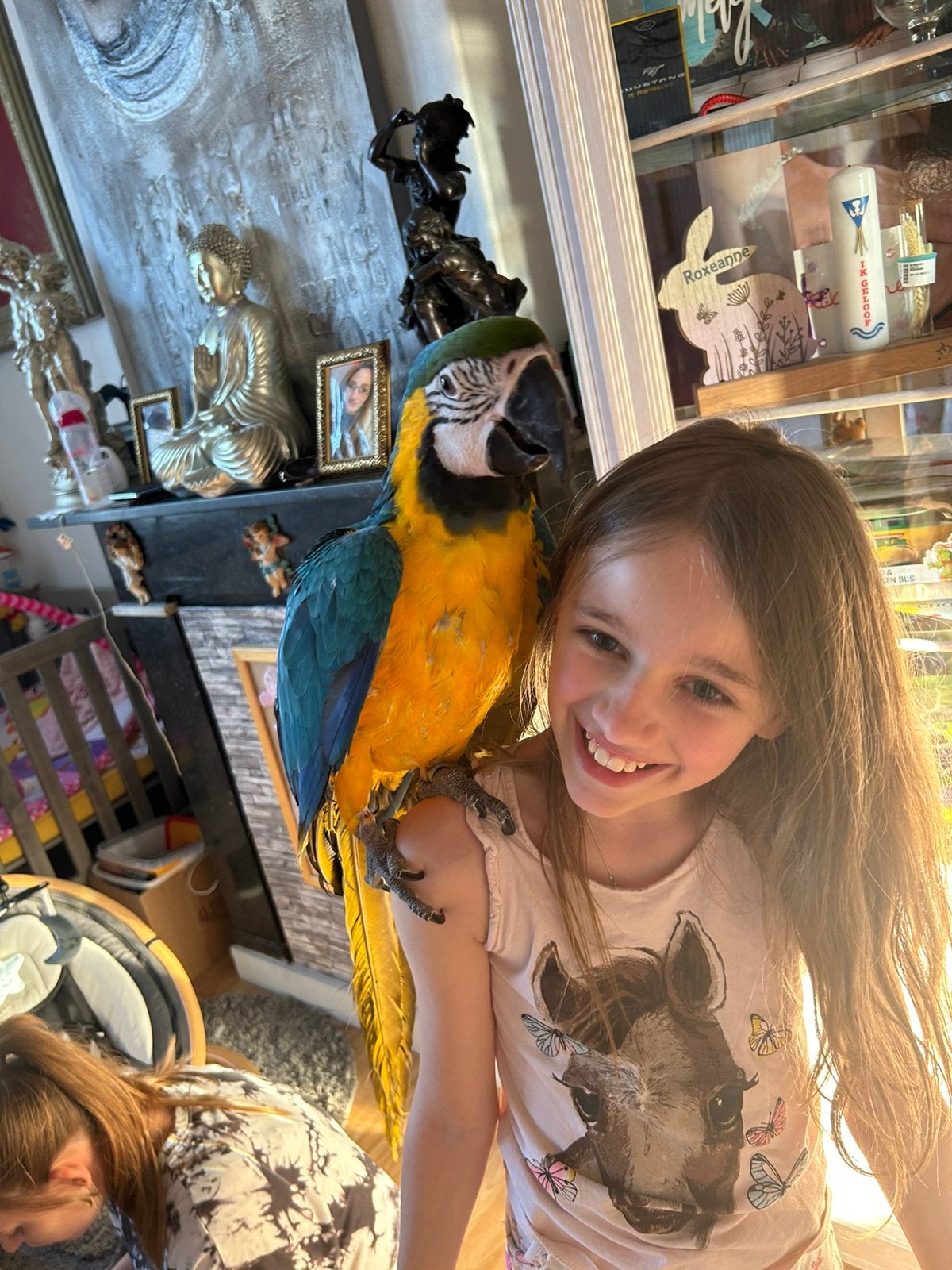 Ara à main bleu/jaune, Animaux & Accessoires, Femelle, Perroquet, Parleur