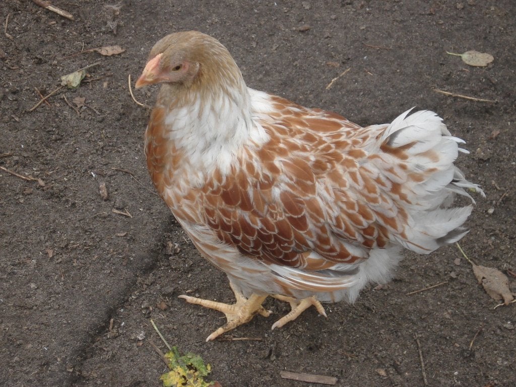 wyandotte hen (geel-wit gezoomd), Dieren en Toebehoren, Pluimvee, Vrouwelijk, Kip